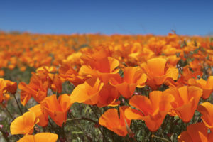 California poppy field close up