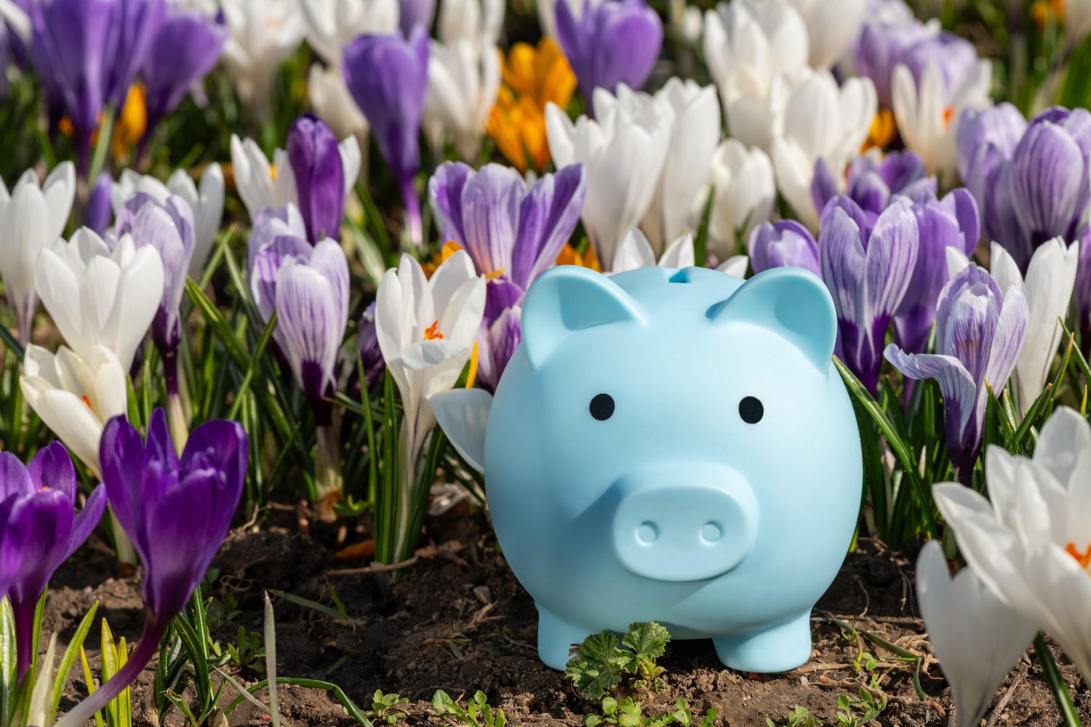 Let your savings bloom with SRIFCU